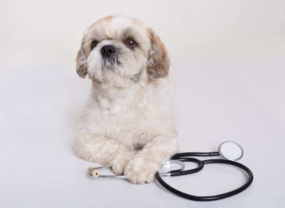 Seguro de saúde para Cães e Gatos